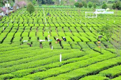 夷陵：采摘明前春茶供应市场