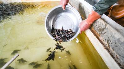  嘉鱼名贵鱼苗俏销