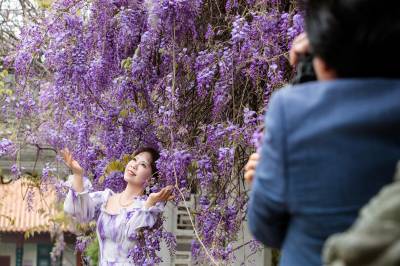 湖北荆门：紫藤花开满园春