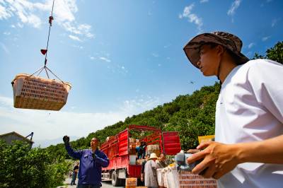 无人机吊运助力秭归销春橙