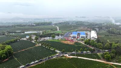 湖北通城：茶园办节会 游客赏青来