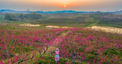 桃园破晓 粉霞与晨光共舞