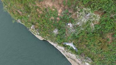 郧阳：汉江“精灵”用翅膀描绘和美生态画卷