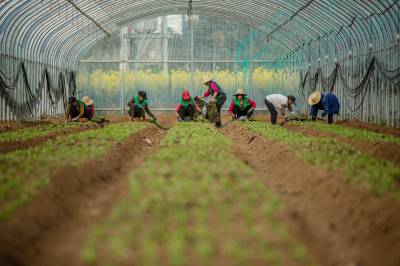 特色蔬菜种植绘就助农增收新画卷