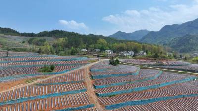  房县：荒坡地蝶变“金叶田”