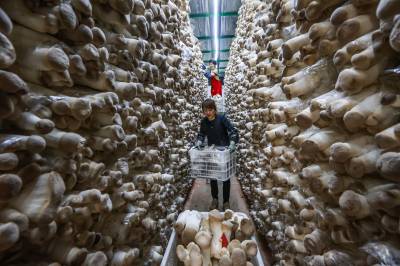 枣阳：采收杏鲍菇供应市场