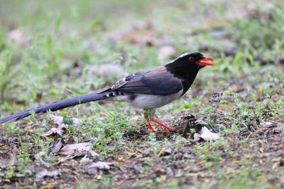 竹山堵河流域生态体育公园现红嘴蓝鹊筑巢（客户端采稿）
