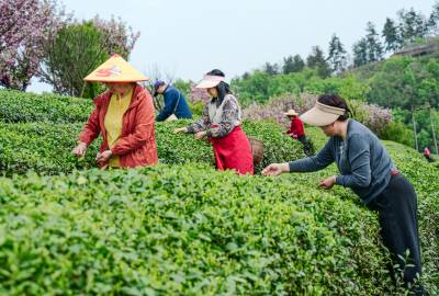竹山县抢采富硒春茶