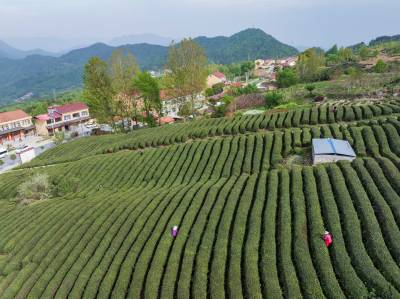 春暖茶园绿 晴日采茶忙