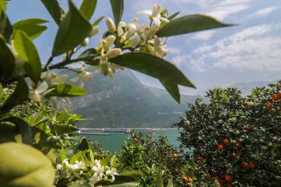 花果同树映三峡