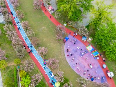 湖北利川市萧山公园：樱花怒放醉游人