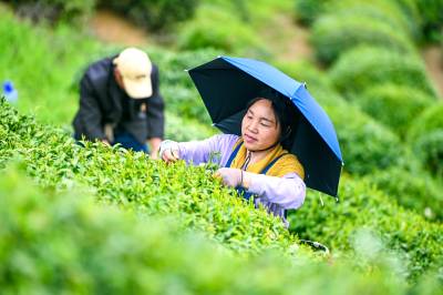 英山：春日采茶忙