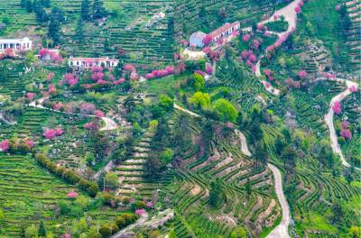 茶垄花径，山间春信--大悟芊茶荟茶园