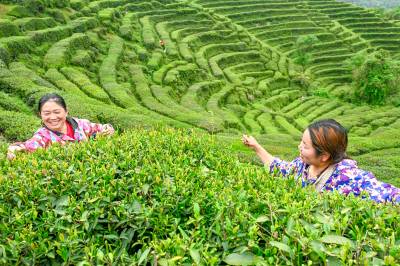 湖北浠水：荒山变茶园 茶香促振兴