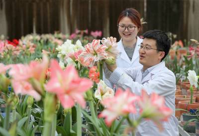 湖北荆门：自主选育朱顶红获国家植物新品种权证（客户端采稿）