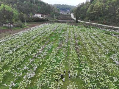 梨花盛开迎客来
