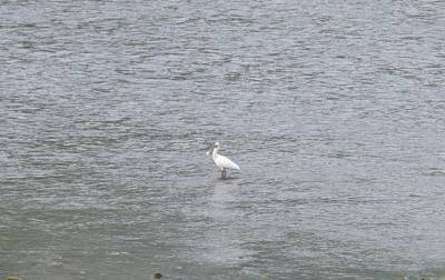 竹山堵河惊现“湿地精灵”白琵鹭 生态向好引珍禽驻足