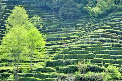 夷陵：谷雨将至采茶忙