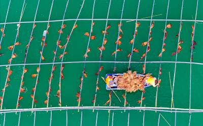 郧阳区为野生鱼类搭建“水上产房”（客户端采稿）