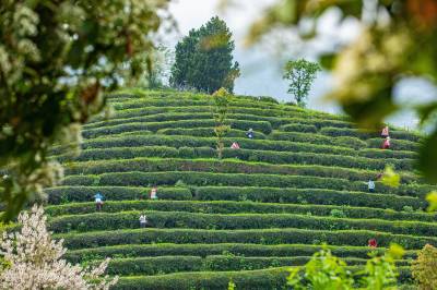 绿茶飘香致富路