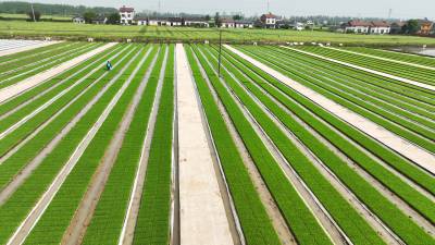 枝江：生物环保制剂杀菌护苗