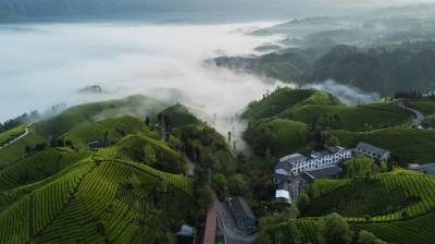 恩施鹤峰：日出云涌飘茶香