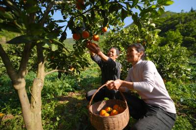 湖北巴东：伦晚喜丰收 果农笑开颜