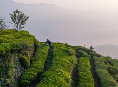 湖北秭归：抢采雨前茶助增收