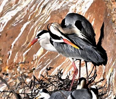 鹭鸟栖息汉江畔