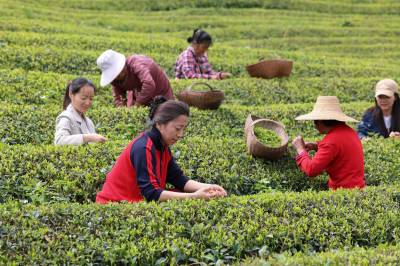 以茶致富 因茶兴业