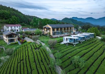 茶旅融合引客至