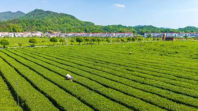 英山：茶园绘就乡村景