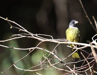 堵河源巡林抓拍领雀嘴鹎 生态向好再添佐证
