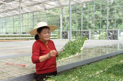 恩施鹤峰 智慧农业助力产业升级