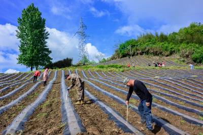 竹山县抢墒情移栽黄金叶