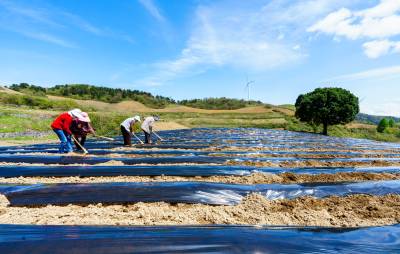 湖北秭归：春耕有机蔬菜 