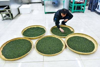  大柳野生连翘茶俏销四方