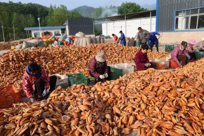 襄阳铁家垭村：瓜蒌丰收分拣忙 特色产业助共富