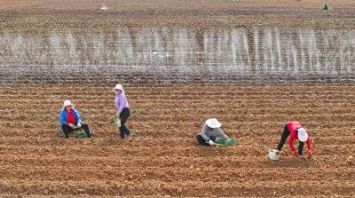 房县：微水喷灌 助力春耕
