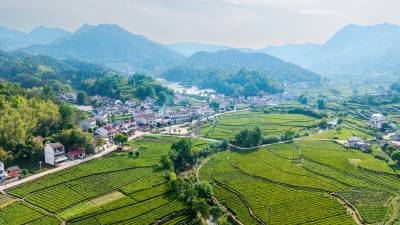 英山：茶乡绘就新画卷