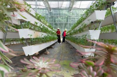 湖北鹤峰： 智慧农业助力产业升级