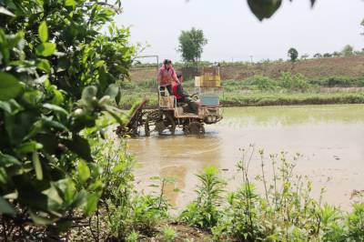 枝江：智能育秧插秧忙