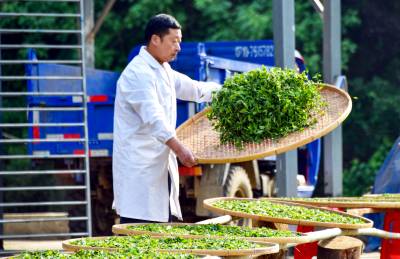 俏销山区荒野茶