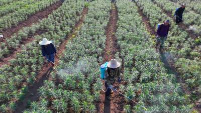 湖北房县：春管中药材