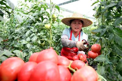 湖北通城：智慧大棚助农增收