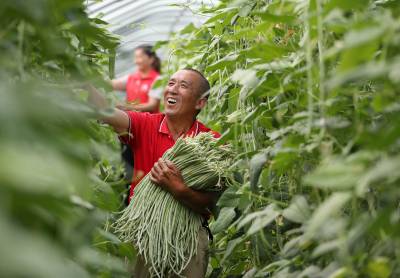 湖北荆门：“菜篮子”基地采收忙