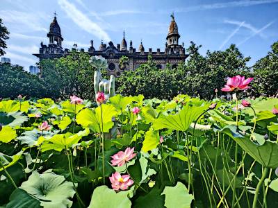 武汉:全国文物重点保护单位古德寺荷花盛开争艳