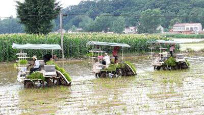  湖北南漳 千亩水稻插秧收官（客户端采稿）