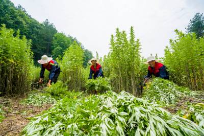 湖北秭归：端午临近，艾草产业蓬勃兴