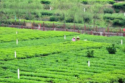 夏日采茶忙，湖北茶产业综合产值突破千亿元